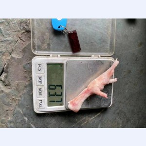 美国鸡脚鸡爪-0